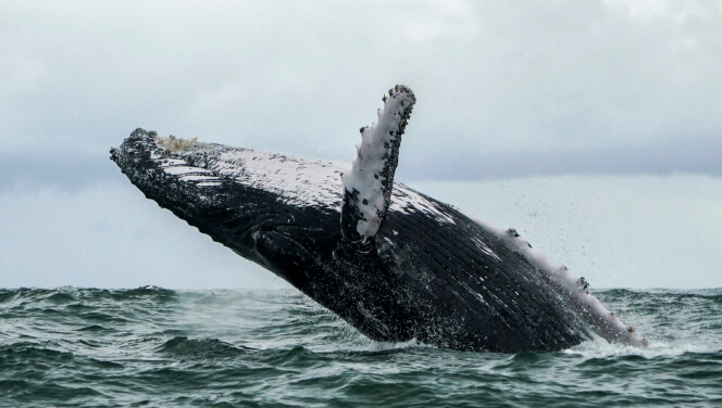 Whale Watching in the Barents Sea