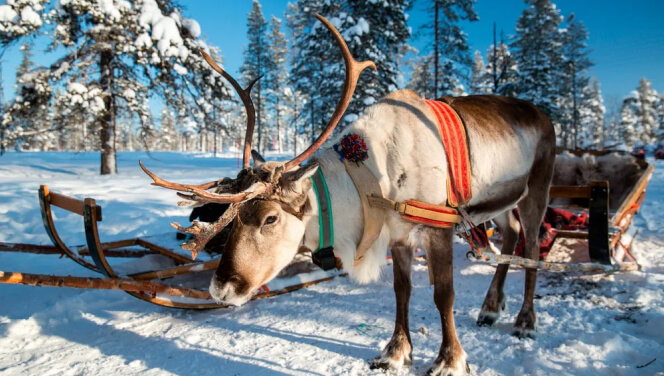 Immerse in Sami Culture & Reindeer Sledding